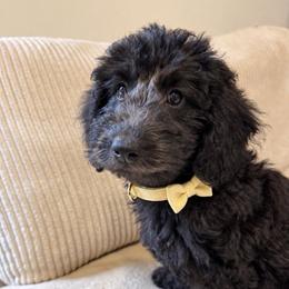 Joy - Black female Goldendoodle puppy in Portland, Tennessee from Happy_Tails_by_TJ