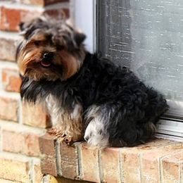 BAILEY - Yorkshire Terrier