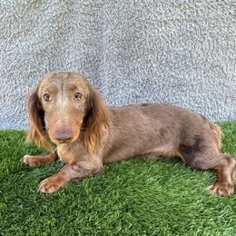 Bandit - Dachshund