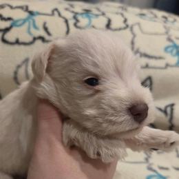 Fraisier - Wheaten male Miniature Schnauzer puppy in Graham, Washington from Olivia's Miniature Schnauzer's