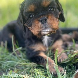 Cavalier King Charles Spaniel Puppies from Good Hope Cavaliers