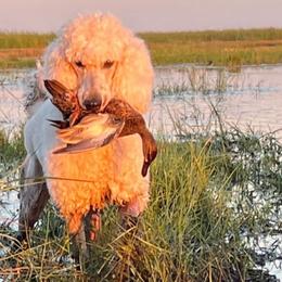 Quinn - Poodle