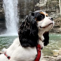 Cavalier King Charles Spaniels from Ayerloom Cavaliers