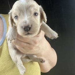 John - Cream male Dachshund puppy in Bigfork, Minnesota from Dachshunds Up North