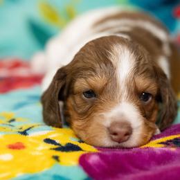 Brock - Piebald male Dachshund puppy in Wichita Falls, Texas from Matilda Jane’s Dachshunds
