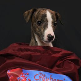 Girl 1 - Fawn brindle Whippet puppy in Indianapolis, Indiana from SaeSi Kennels
