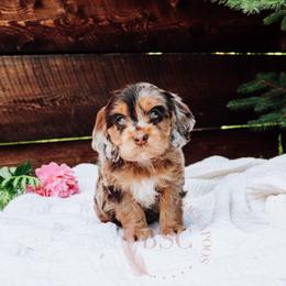Pink girl - Merle female Cockapoo puppy in Missoula, Montana from Big Sky Cockapoos