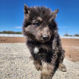 Taffyta - Blue female German Shepherd puppy in Los Lunas, New Mexico from Mali's German Shepherds LLC