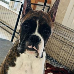 Boxer Puppies from KP Boxers
