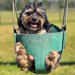 GUARDIAN NEEDED- Bowen - Black tri-color male Aussiedoodle puppy in Centreville, Mississippi from Trin's Designer Doodles