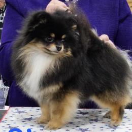 S’mores - Pomeranian