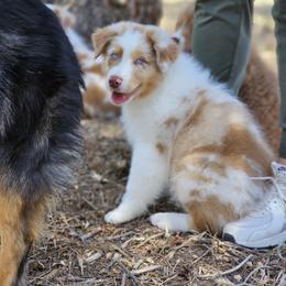 Fred Weasley - Red merle male Australian Shepherd puppy in Tehachapi, California from Boundless Joy Aussies