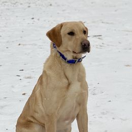 Stella - Labrador Retriever