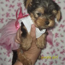 Girl 3 - Blue and gold female Yorkshire Terrier puppy in Gilbert, Arizona from Yorkie Your Soulmate Puppy