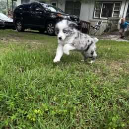 Miniature Australian Shepherd and Toy Australian Shepherd Puppies from Cherry Grove Kennel