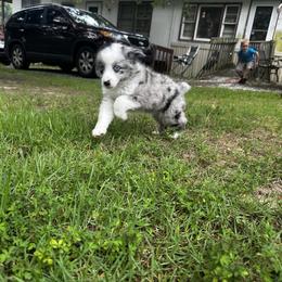 Miniature Australian Shepherd and Toy Australian Shepherd Puppies from Cherry Grove Kennel