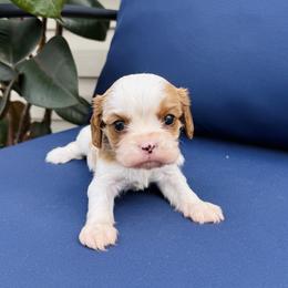 Cavalier King Charles Spaniel Puppies from Haven Farms Cavaliers