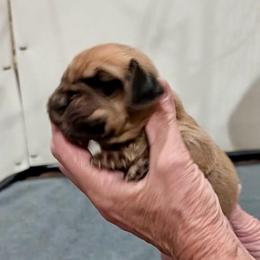 Boy 7 - Red male Bloodhound puppy in Paoli, Indiana from Houndsarunning Bloodhounds