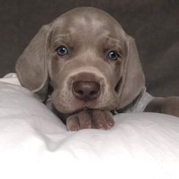 Weimaraner Puppies from Greyborn Weimaraners