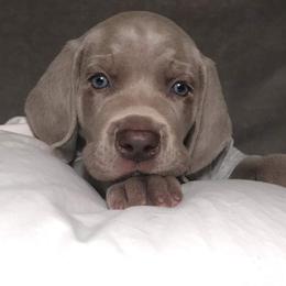 Weimaraner Puppies from Greyborn Weimaraners