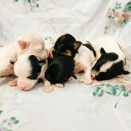Havanese puppies from Lady of the Lake Havanese