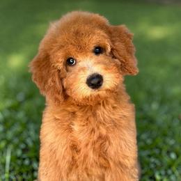 JJ - Red  female Goldendoodle puppy in Tucson, Arizona from Adored Poodle & Doodles