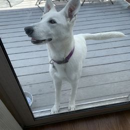 Star - German Shepherd