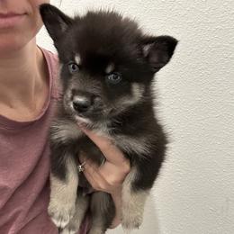 Fang - Wolf sable male Pomsky puppy in Pasco County, Florida from Pomsky Hills