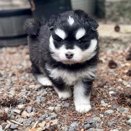 Minnow - Black and white female Pomsky puppy in Auburn, Washington from Periwinkle Pomskies