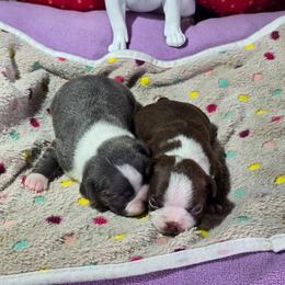 Iron Man - Red male Boston Terrier puppy in Millers Creek, North Carolina from Tumbling Shoals Hilltop Bostons