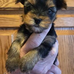 Female 1 - Black and tan female Yorkshire Terrier puppy in Altura, Minnesota from Kathy's little yorkies