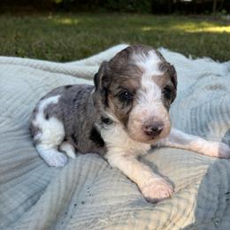 Tuna - Parti female Poodle puppy in Troy, New Hampshire from SP Standard Poodles