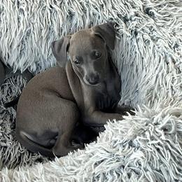 Daino (Dyno) - Fawn female Italian Greyhound puppy in Brooksville, Florida from Fisher Link