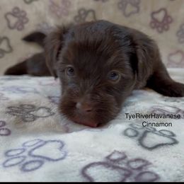 Cinnamon - Chocolate male Havanese puppy in Lovingston, Virginia from Tye River Havanese