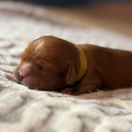 Girl 3 - Ruby female Cavalier King Charles Spaniel puppy in Wilton, California from Becky's Cavalier King Charles Spaniels