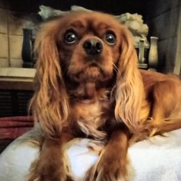 Kelly - Cavalier King Charles Spaniel