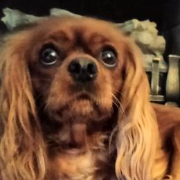 Kelly - Cavalier King Charles Spaniel