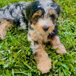 Apollo - Blue merle male Aussiedoodle puppy in Norco, California from DLT MiniAussie