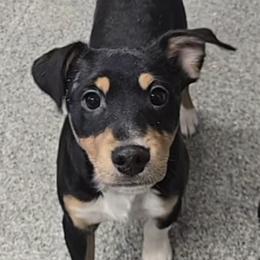 Timmy - Black tan and white male Rat Terrier puppy in Divide, Colorado from Outlaw Farm and Kennel