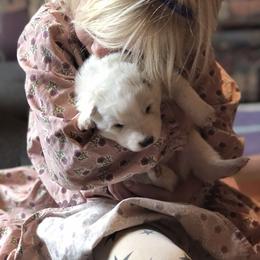 Samoyed Puppies from Morning Star Samoyeds