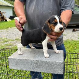 Hope - Black tan and white female Beagle puppy in Lockney, West Virginia from S&T Kennels