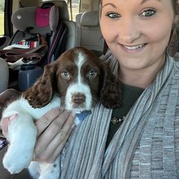 English Springer Spaniel Puppies from Spradley Springers