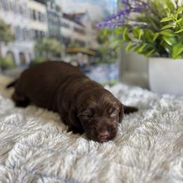 AKC Chocolate Tan Boy - Chocolate and tan male Dachshund puppy in Ladson, South Carolina from Funk's Four-Legged Friends
