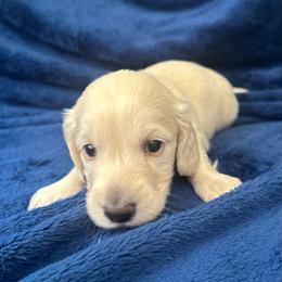 AKC Collins - Cream male Dachshund puppy in Memphis, Tennessee from River City Doxies