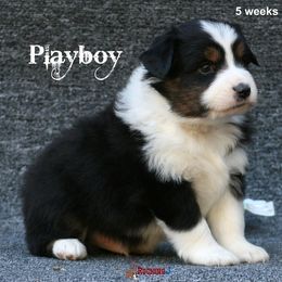 Miniature American Shepherd Puppies from Rocking J Miniature American Shepherds
