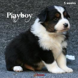 Miniature American Shepherd Puppies from Rocking J Miniature American Shepherds