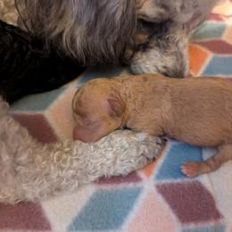 Mitsy - Apricot female Poodle puppy in Martin, Tennessee from TNT PUPPIES
