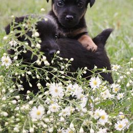 American Hunt Terrier and Russell Terrier Puppies from Bare Bottom Farms