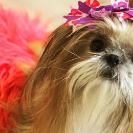 French Bulldogs, Shih Tzus, and Soft Coated Wheaten Terriers from Aurum K9