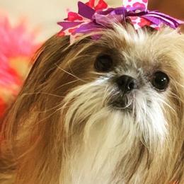 French Bulldogs, Shih Tzus, and Soft Coated Wheaten Terriers from Aurum K9